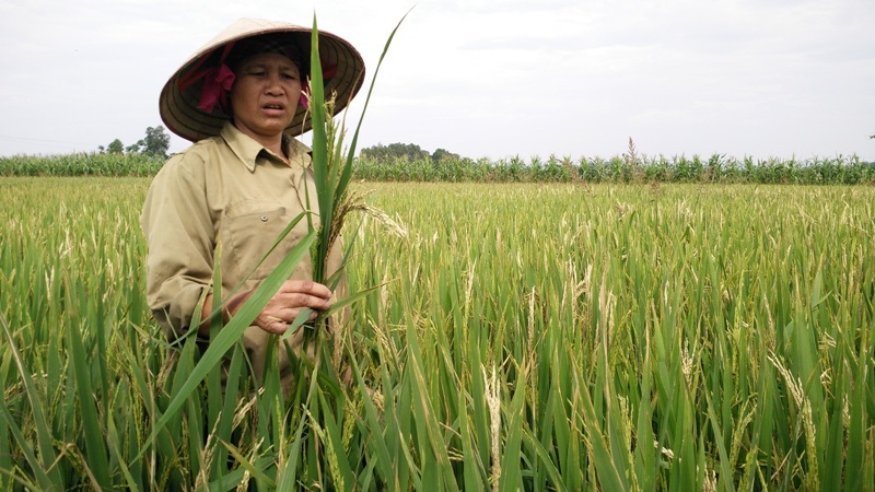 60 ha lúa trắng bông sau một đêm - 3 Bà Trần Thị Lởi xót xa cho diện tích lúa của gia đình, vụ mùa này gia đình bà coi như mất trắng.