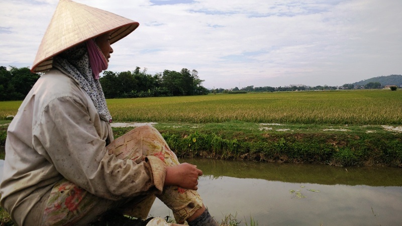 60 ha lúa trắng bông sau một đêm - 6 Chị Lụa nhìn cánh đồng lúa bạc trắng bông mà rơi nước mắt.