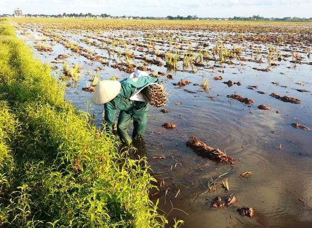 Nghề đặt ống lươn kiếm tiền triệu mỗi ngày - 5 Ống bẫy lươn đặt vào buổi tối, sáng thì đi thu về.