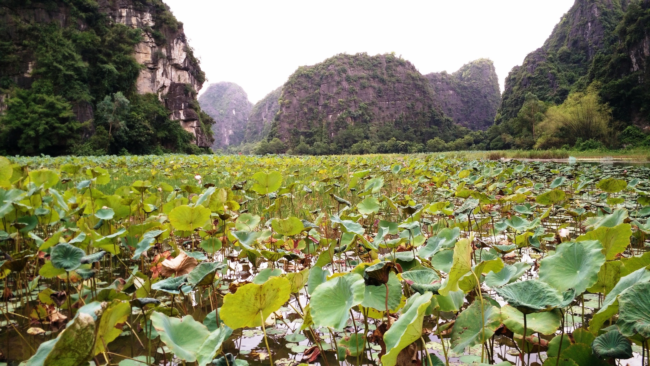 Tam Cốc – Bích Động đẹp "hút hồn" mùa sen nở - 14 Đến Tam Cốc mùa này du khách sẽ được hòa mình vào mùa sen với những ruộng sen bạt ngàn từ mép sông vào đến tận chân núi.