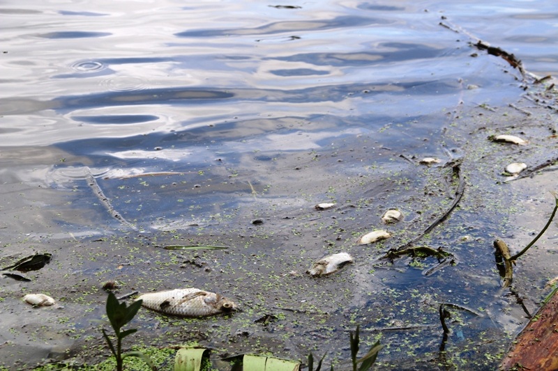 Dọc mương nước, xác cá chết nổi lềnh bềnh khắp nơi.