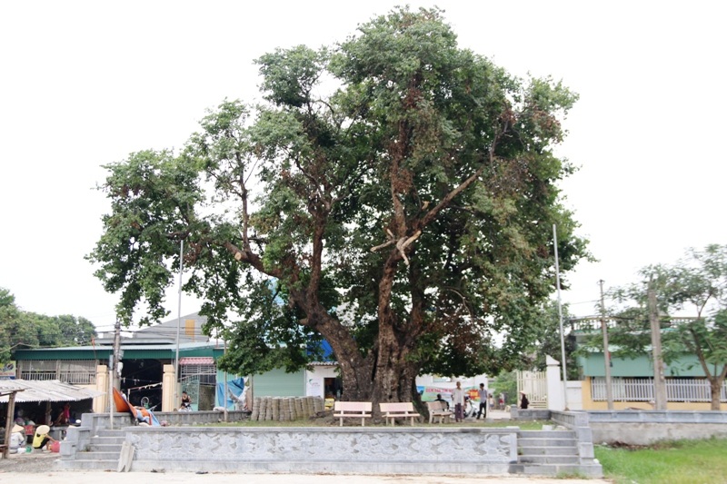 Trước ngôi đền đá độc đáo làng Xuân Vũ có cây thị hàng trăm năm tuổi. Không gian quanh đình vẫn còn lưu giữ nhiều nét cổ kính của làng quê Bắc Bộ cây đa giếng nước sân đình.