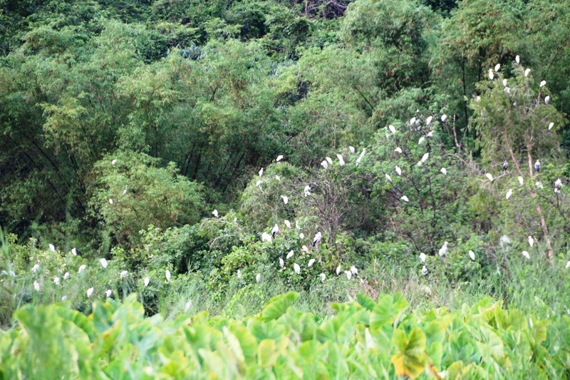 Để vào được thung chim chỉ có 2 con đường bộ và đường thủy. Đường bộ du khách sẽ vượt qua những con đường ngoằn ngay bên chân núi giáp mép nước. Khi quan sát thung chim thì phải đứng từ trên cao.