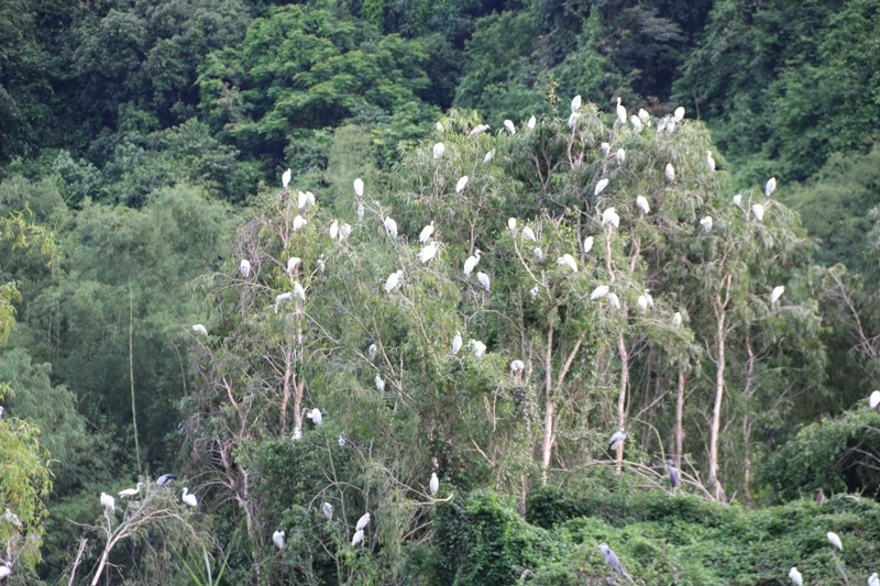 Buổi sáng, các loài chim đi kiếm ăn ở những nơi xa hàng chục cây số. Tuy nhiên, chiều đến chúng lại kéo nhau về đậu đầy trên các ngọn cây ở Thung Nham