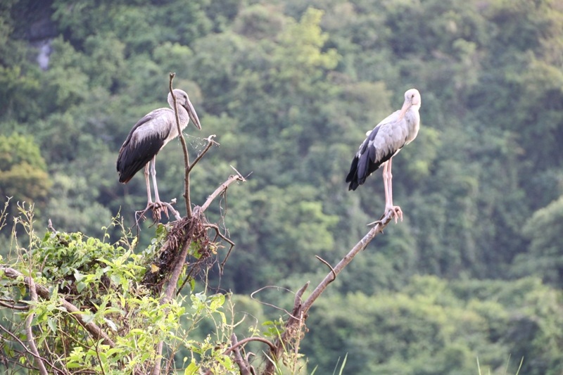 Về Ninh Bình khám phá "đảo cò" Thung Nham - 12