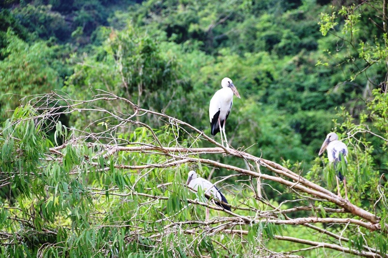 Về Ninh Bình khám phá "đảo cò" Thung Nham - 9