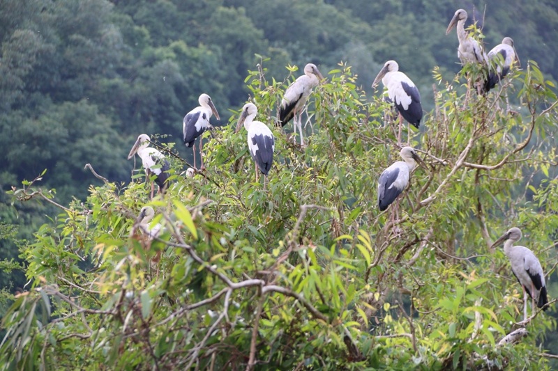 Từ nhiều năm nay, Thung Chim trở thành điểm đến hấp dẫn với nhiều du khách khi đến Ninh Bình du lịch. Đến nay, du khách không chỉ được hòa bình vào thiên nhiên hoang dã mà còn được chứng kiến môi trường sống, sinh tồn tự nhiên của các loài chim.