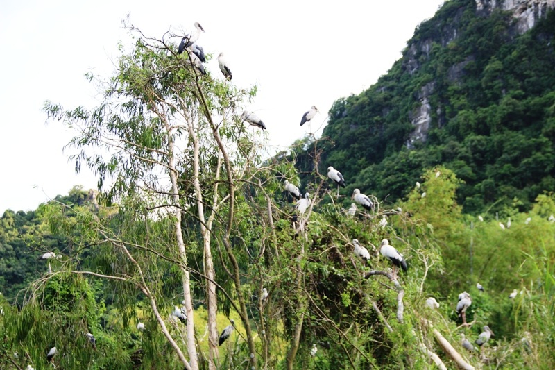 Về Ninh Bình khám phá "đảo cò" Thung Nham - 6
