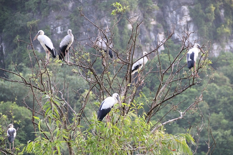 Về Ninh Bình khám phá "đảo cò" Thung Nham - 4