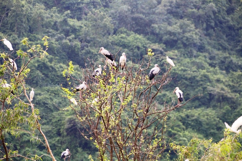 Về Ninh Bình khám phá "đảo cò" Thung Nham - 7