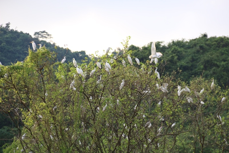 Thung Chim tại đây quy tụ hàng chục loài chim, cò, vạc, diệc, le le... khác nhau. Nhiều nhất là các loài cò, đặc biệt trong đó có những loài quý hiếm như: hằng hạc, phượng hoàng.