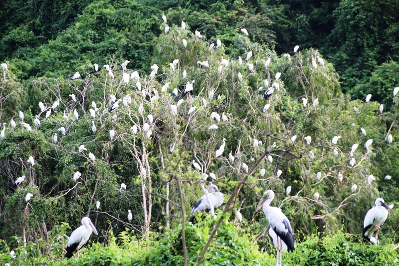 Không chỉ được tham quan, du khách còn có thể thoải mái ghi lại hình ảnh quang cảnh sinh hoạt, nơi nghỉ ngơi... của các loài chim tại đây sau một ngày chúng đi kiếm ăn mệt nhọc về.