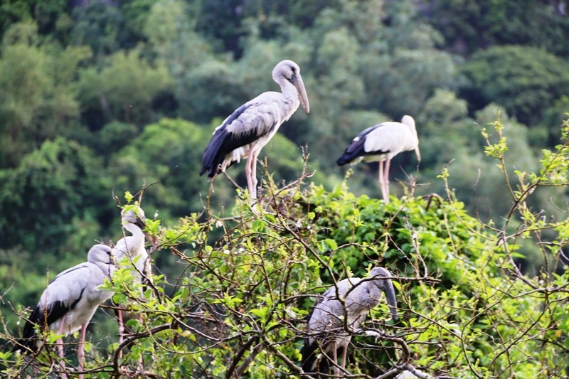 Về Ninh Bình khám phá "đảo cò" Thung Nham - 15