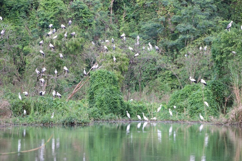 Về Ninh Bình khám phá "đảo cò" Thung Nham - 13