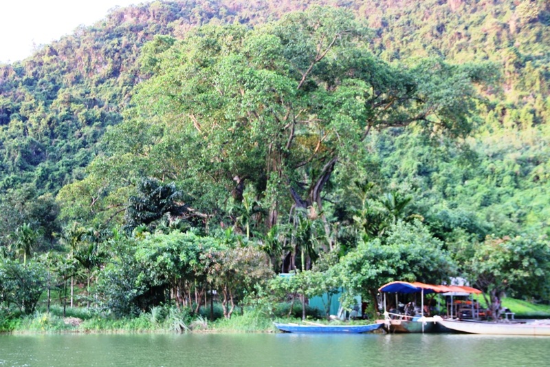 Cây đa di chuyển là tên gọi người dân cố đô Hoa Lư (Ninh Bình) đặt cho cây đa nằm bên đền Gối Đại - một ngôi đền cổ thờ Thắng Đại Vương (vị tướng tài dưới triều nhà Đinh) ở xã Ninh Hải, huyện Hoa Lư.