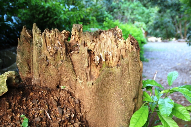 Gốc thứ 2 của cây đa di chuyển hiện chỉ còn lại thân gỗ mục nát nằm dưới đất ngay sát thân cây chính hiện nay.