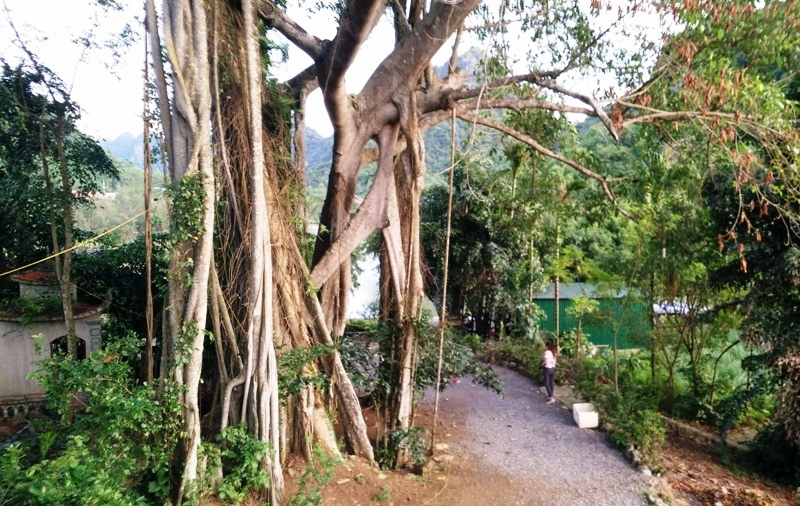 Cây đa di chuyển tỏa bóng mát xung quanh ngôi đền, bến thuyền tham quan trong khu du lịch Thung Nham.