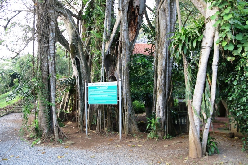 Theo nghiên cứu của các nhà khoa học, cây đa này có tuổi đời hàng nghìn năm tuổi. Mỗi bước di chuyển của cây đa kéo dài 300 năm và cách nhau từ 10 đến 15m.