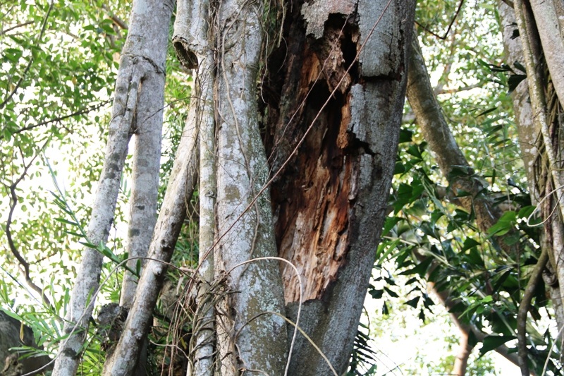 Do có tuổi đời hàng nghìn năm, nhiều chỗ thân cây, rễ cây đã bắt đầu có dấu hiệu bị mục rỗng. Thân này mục, hư hại đi thì các thân, rễ khác lại phát triển mạnh mẽ để cây đa mãi trường tồn.