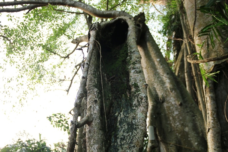 Cây đa nghìn năm di chuyển quanh ngôi đền cổ - 6