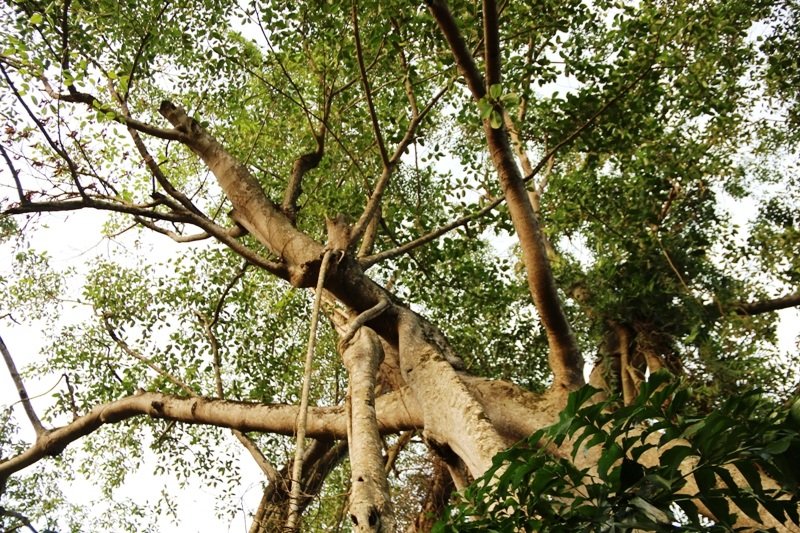 Do có nhiều rễ nên cây đa luôn xanh tốt và lớn mạnh. Bên cạnh đó, cây cũng được sự bảo vệ của người dân địa phương vì có ý nghĩa tâm linh.