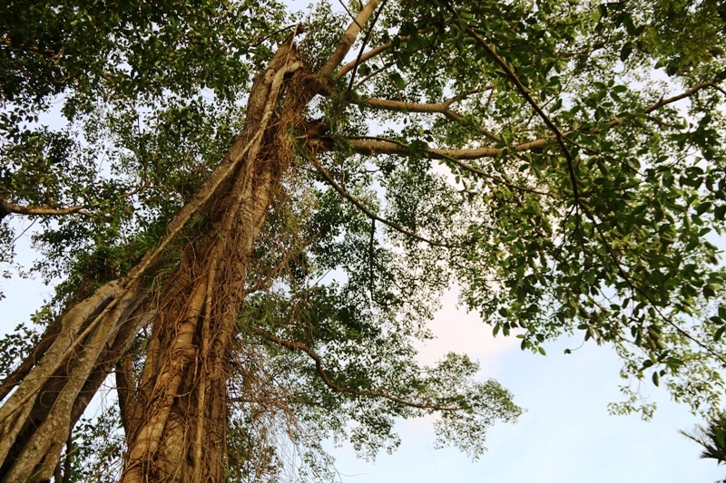 Theo đo đạc, cây đa hiện tại có gần chục rễ to lớn đứng quanh thân chính. Những rễ này là nền tảng vững chắc để cây tồn tại được với gió bão. Tán cây hiện rộng gần 50m, chỗ cao nhất của cây hơn 20m.