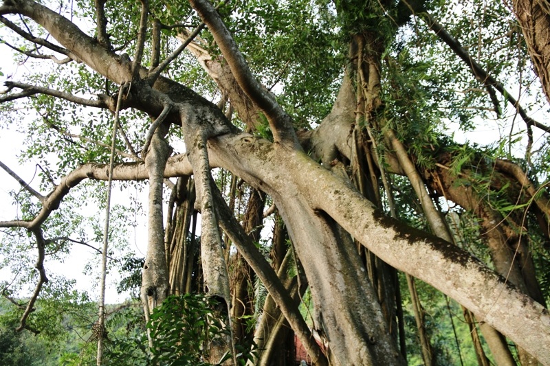 Điều đặc biệt khiến cây đa trở nên thiêng liêng với người dân đất cố đô Hoa Lư là dù di chuyển nhiều bước suốt nghìn năm qua nhưng cây đa chỉ di chuyển quanh ngôi đền cổ. Điều này tượng trưng cho sự trung thành của vị tướng tài ba với vua Đinh Tiên Hoàng.