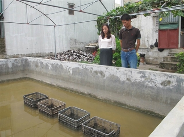 Nuôi ngọc trai nước ngọt kiếm tiền tỷ mỗi năm - 1 Mô hình nuôi trai nước ngọt lấy ngọc được thực hiện tại Ninh Bình từ năm 2013