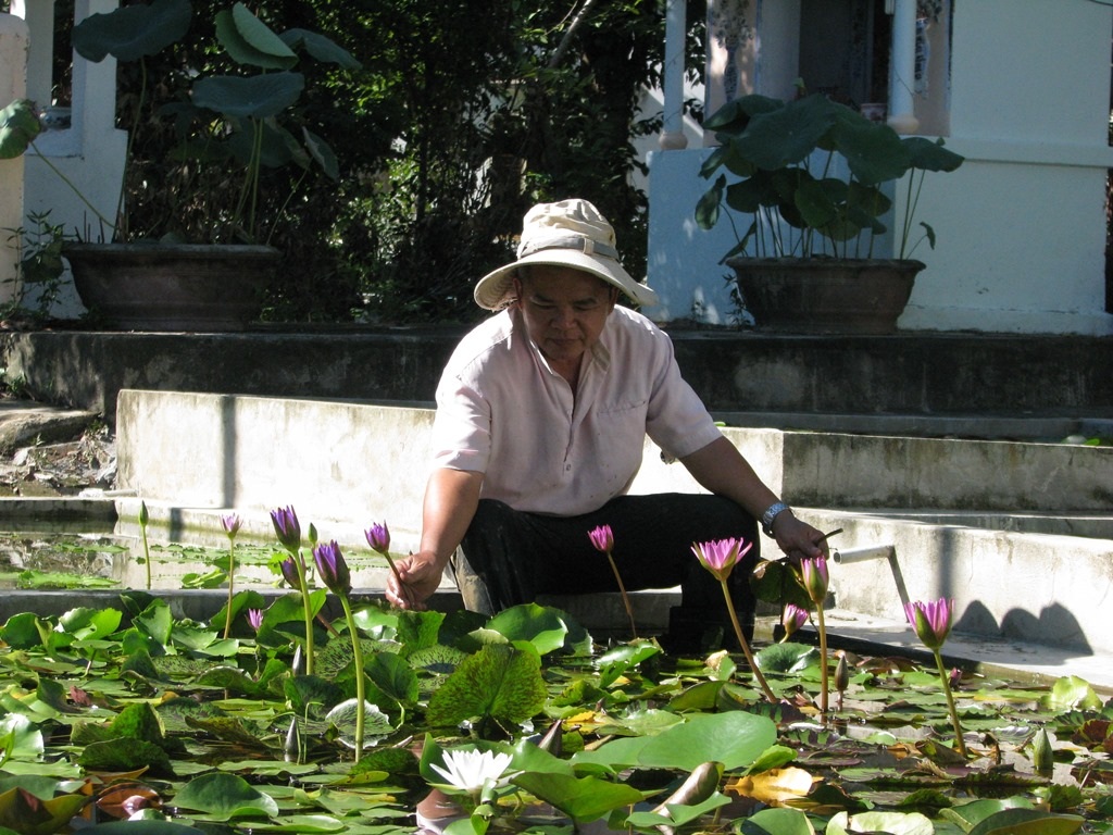 
Ông Lãng bên vườn hoa súng nhà mình 
