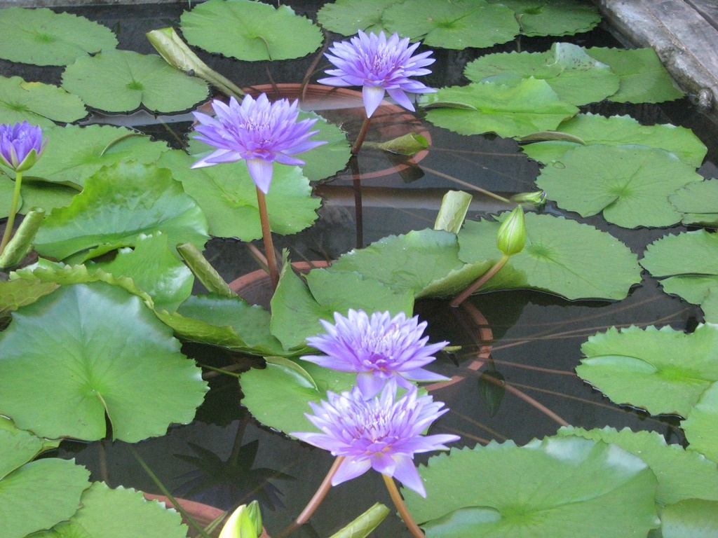 Trừ các khoản chi phí, mỗi năm ông Lãng thu lãi khoảng 300 triệu đồng