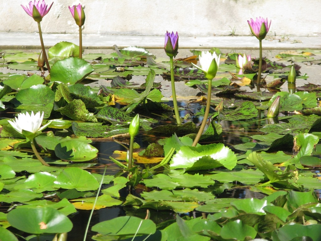 
Các loại hoa súng của vườn ông Lãng
