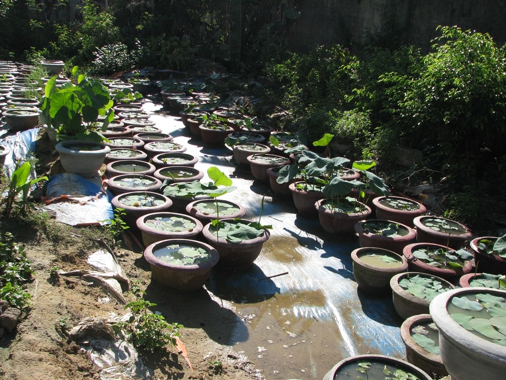 Ngoài trồng hoa súng, ông Lãng cũng đang trồng hoa sen
