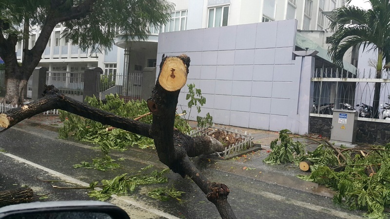 Vì sao bão nhỏ mà cây xanh Đà Nẵng vẫn đổ la liệt? - 2 Nhiều cây có thân to