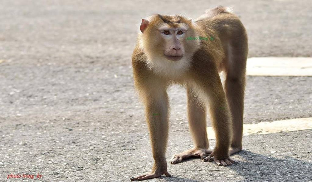 Con khỉ tấn công du khách