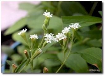 Cỏ ngọt Stevia - Phụ gia "độc đáo" cho người đái tháo đường - 1 Cỏ ngọt Stevia - Phụ gia "độc đáo" cho người đái tháo đường - 1