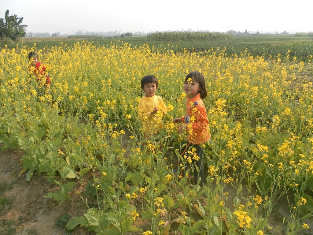 Mẹ và vườn cải - 1