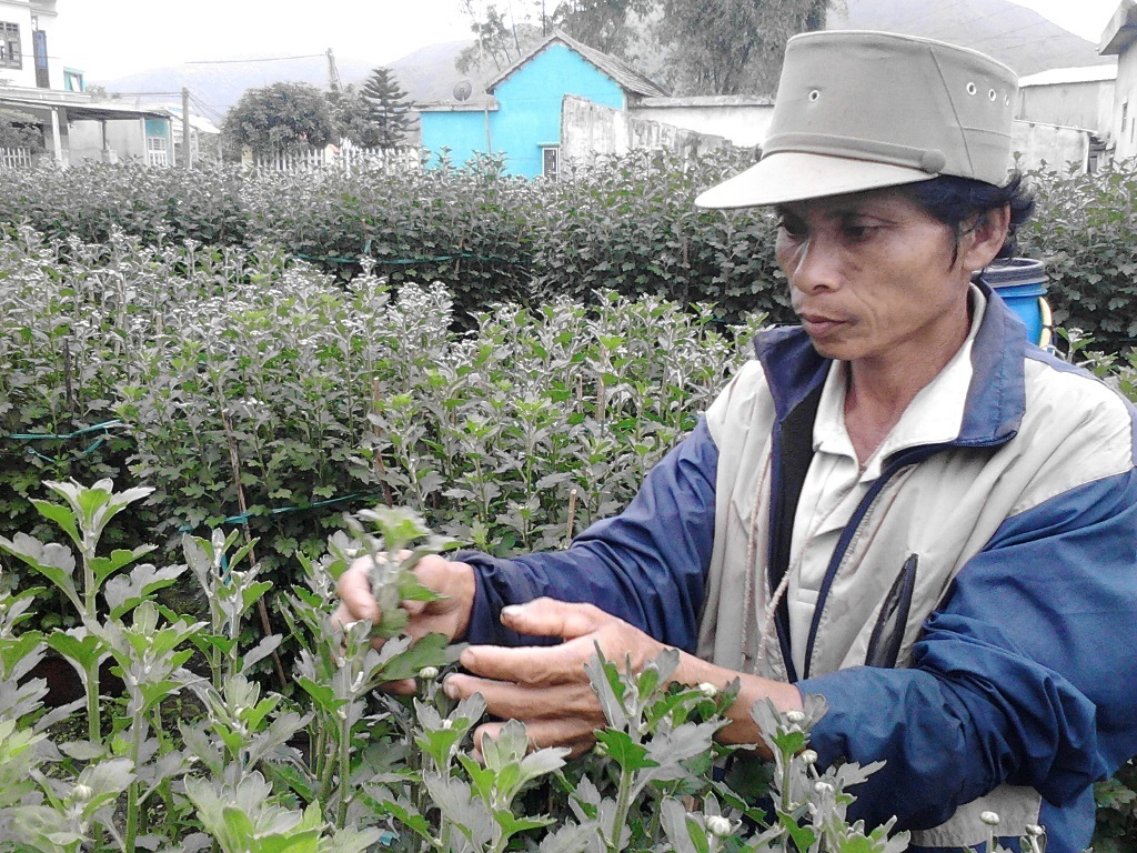Đà Nẵng: Làng hoa hối hả vào vụ Tết - 1 Ông Phan Hòa bên vườn hoa cúc nhà mình
