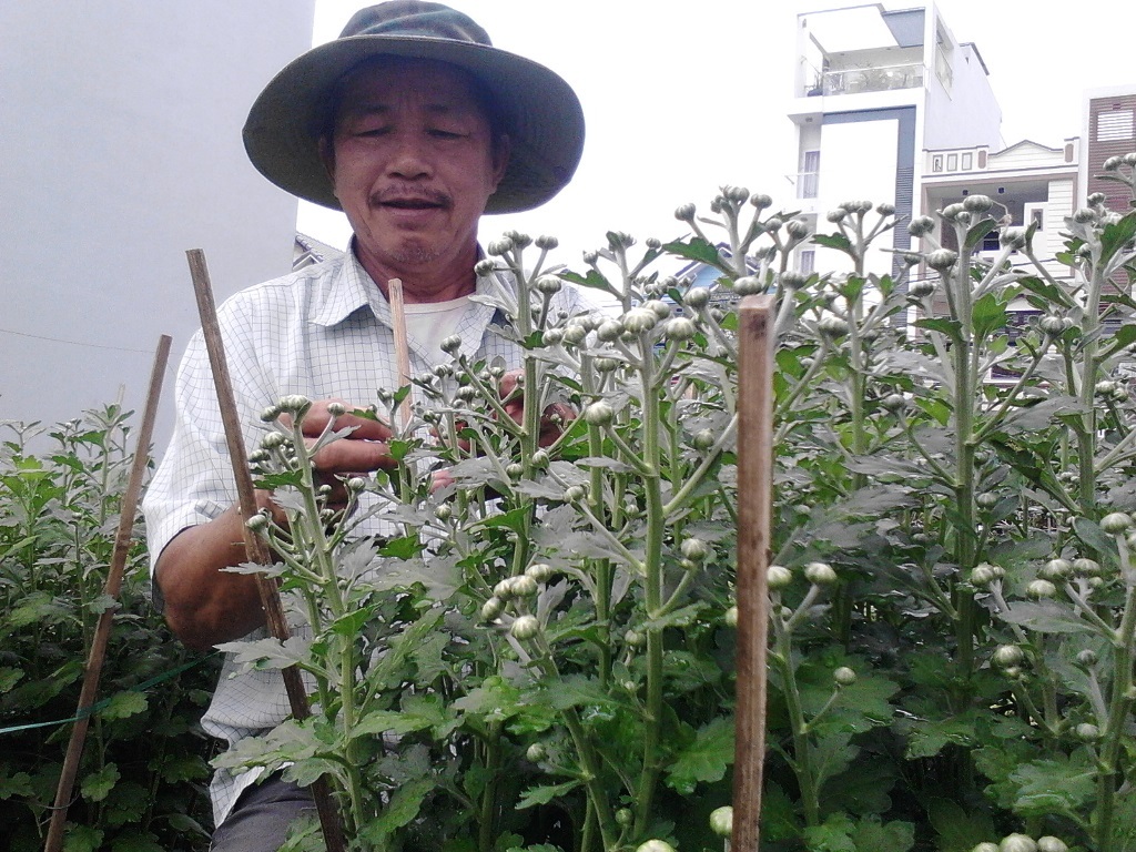 Đà Nẵng: Làng hoa hối hả vào vụ Tết - 3 Nhiều người giàu lên nhờ trồng hoa cúc Tết