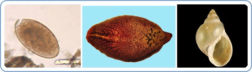 Ăn gỏi cá dễ nhiễm sán lá gan - 1