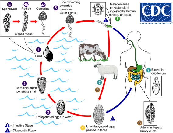 Chu kỳ sán lá gan lớn Fasciola hepatica