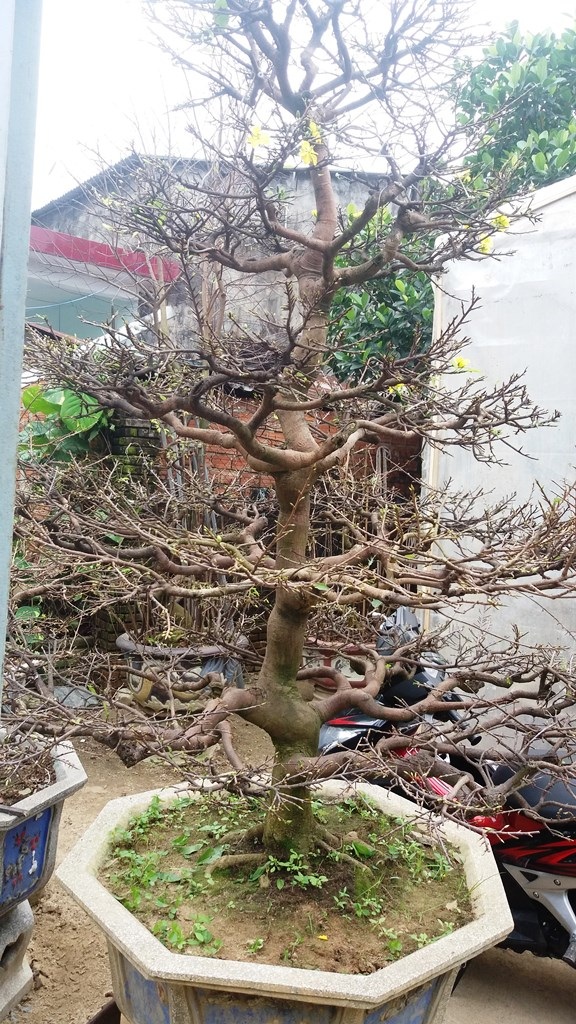 Cận cảnh gốc mai có thế "ngũ phúc" giá gần 100 triệu - 4 Chậu mai này được chủ nhân ra giá 90 triệu đồng