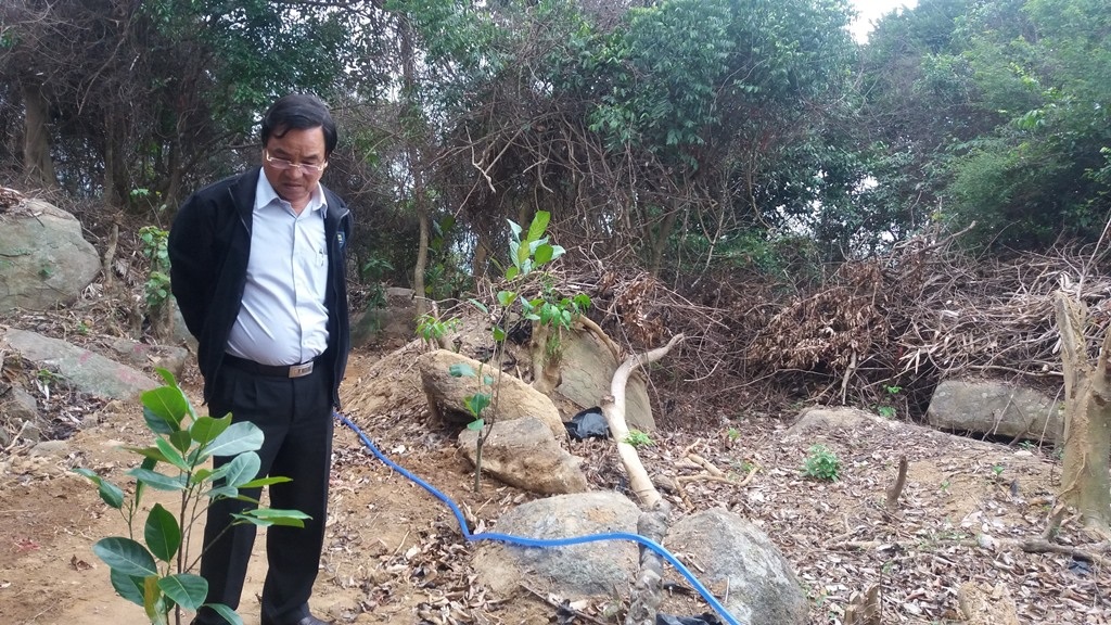 Đình chỉ Hạt trưởng Kiểm lâm vụ người dân phá rừng Sơn Trà - 3 Sau khi chặt phá rừng, ông Hồng đã cho trồng lại các cây mít