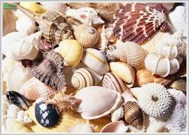 Bổ dương, cương dương và kích dục khác nhau thế nào? - 2 Có các yếu tố vi chất (microelement) khá cao: iốt cao gấp 200 lần trong trứng và thịt, hàm lượng sắt, kẽm, đồng, mangan, brôm, selen…đều cao. Kẽm (Zn) rất cần thiết cho sinh dục, buồng trứng, tinh trùng, hoóc môn insulin. Selen là chất chống oxy hóa mạnh.