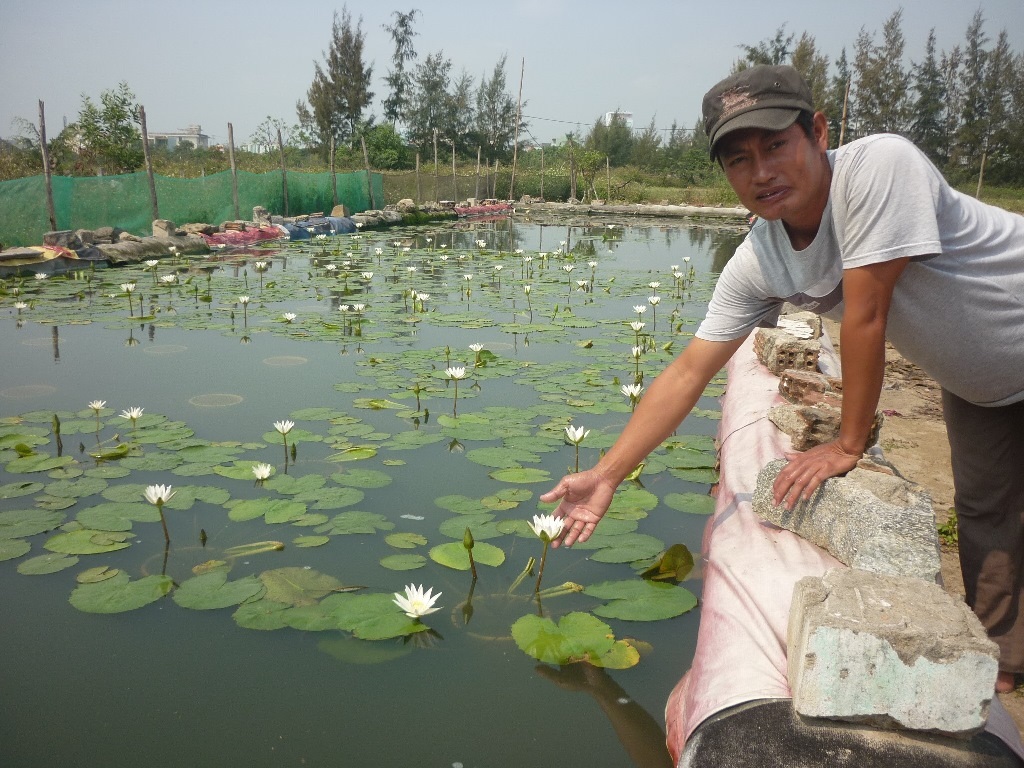Lót bạt trồng hoa súng, kiếm chục triệu tháng "dễ như chơi" - 1
Anh Quốc bên hồ hoa súng của mình