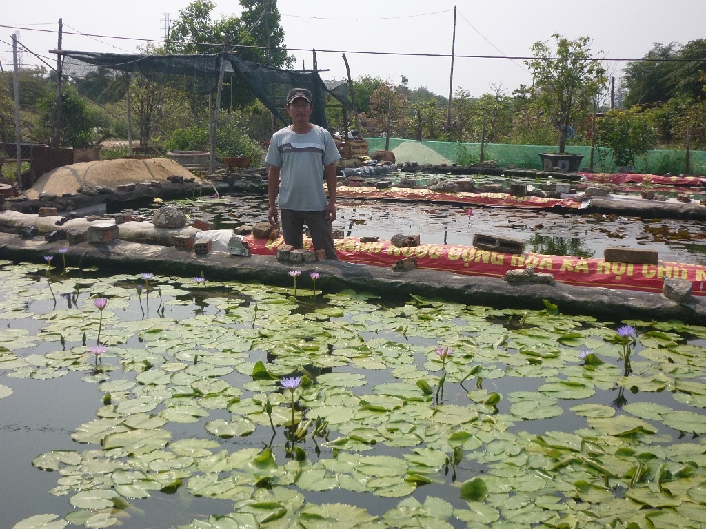 Lót bạt trồng hoa súng, kiếm chục triệu tháng "dễ như chơi" - 2 Với mô hình trồng hoa súng lót bạt, mỗi tháng anh bỏ túi 10 triệu đồng