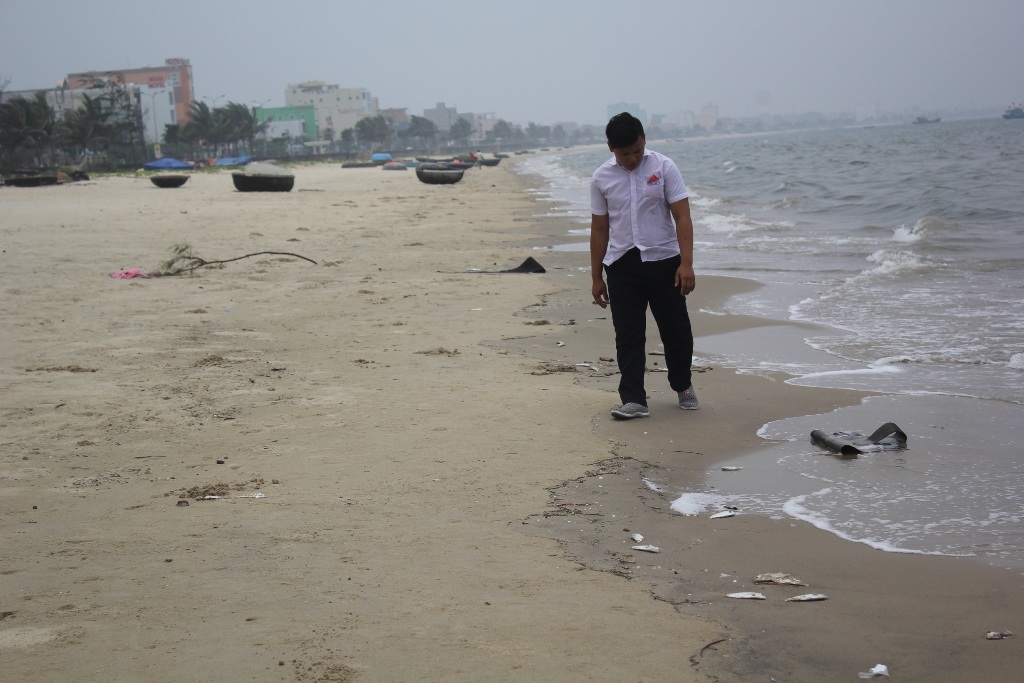 Cá chết nằm rải rác dọc bờ biển