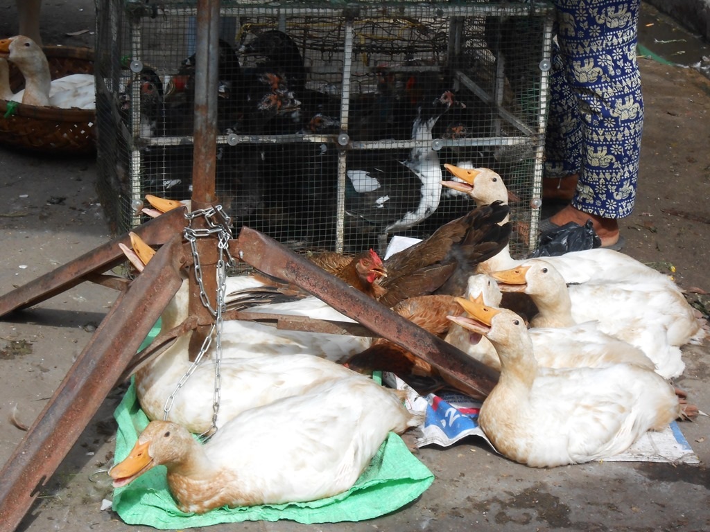 Vịt cũng được nhiều người chọn mua để cúng Tết Đoan Ngọ 