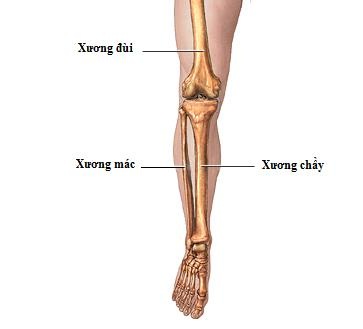 Quy trình theo dõi chấn thương cẳng chân - 2 Xương cẳng chân