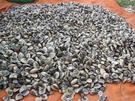 Món quà của biển - 1