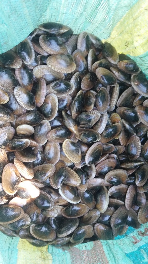 Đua nhau lặn chíp chíp bán cho Trung Quốc - 2
So với năm ngoái thì giá chíp chíp năm nay tăng gấp đôi